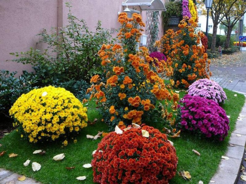 Хризантема корейская в ландшафтном дизайне