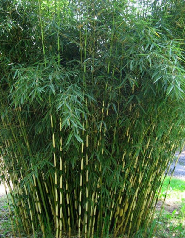 Бамбук Фаргезия юннаньская (Bamboo Fargesia yunnanensis)