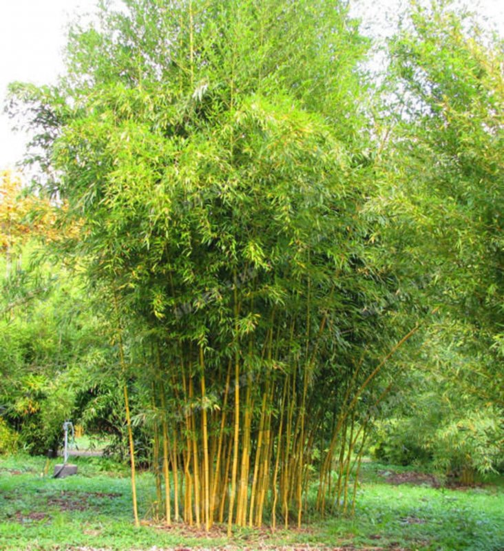 Phyllostachys aureosulcata
