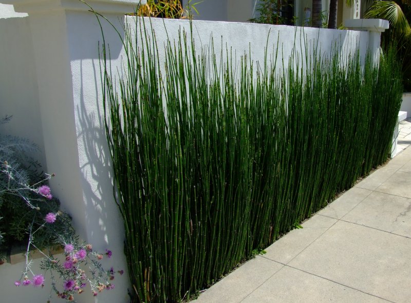 Хвощ японский/Equisetum japonicum