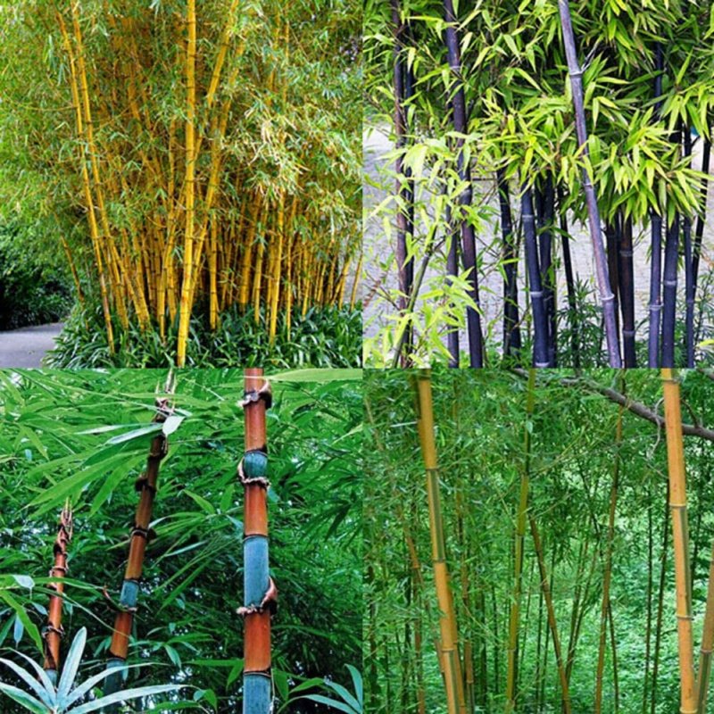 Семена бамбука Phyllostachys pubescens