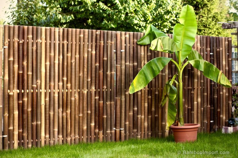 Phyllostachys aureosulcata ‘spectabilis‘