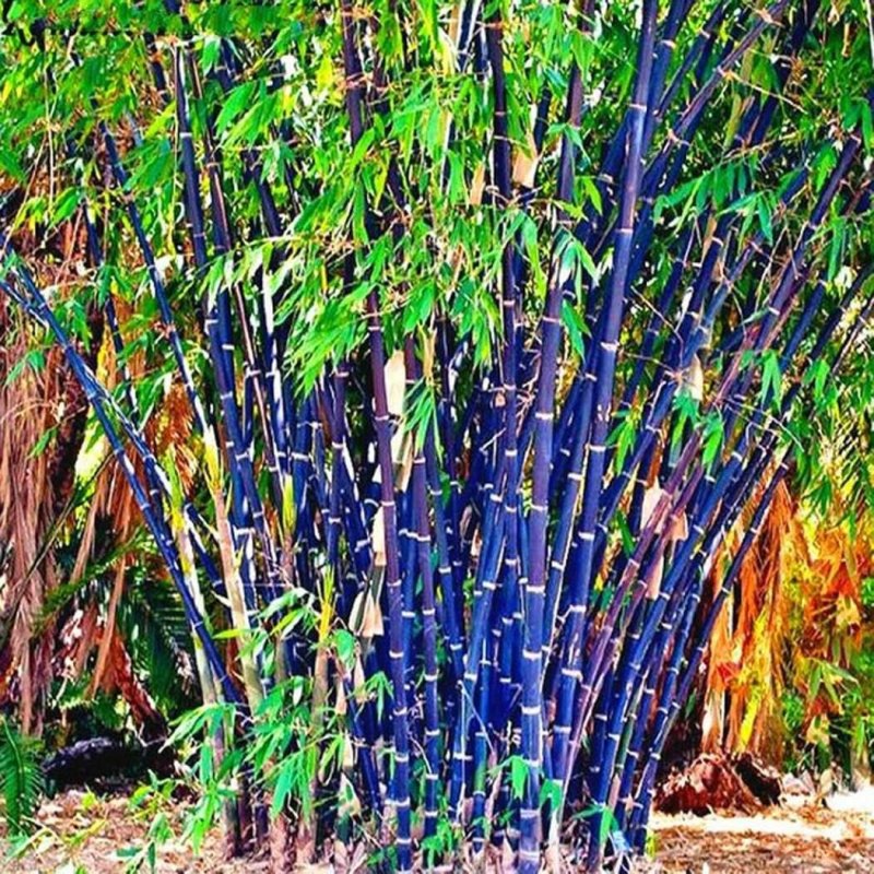 Purple giant Bamboo