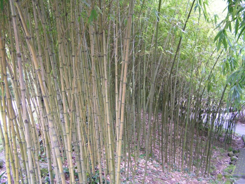Phyllostachys reticulata