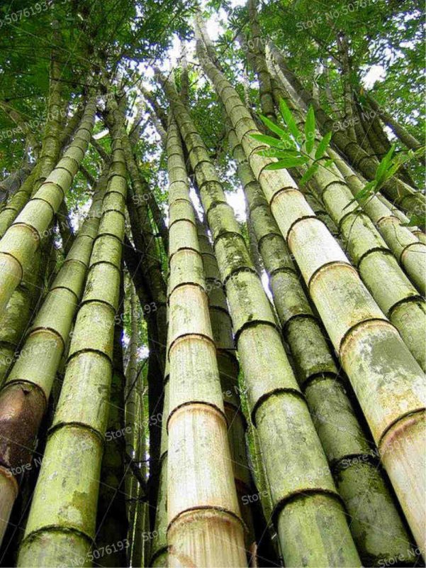Giant Fresh Moso Bamboo