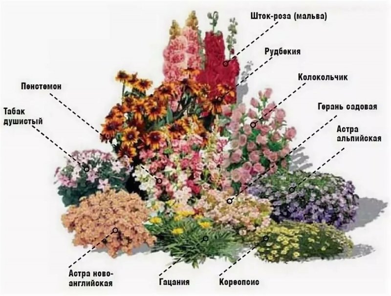 Многолетники для клумбы непрерывного цветения