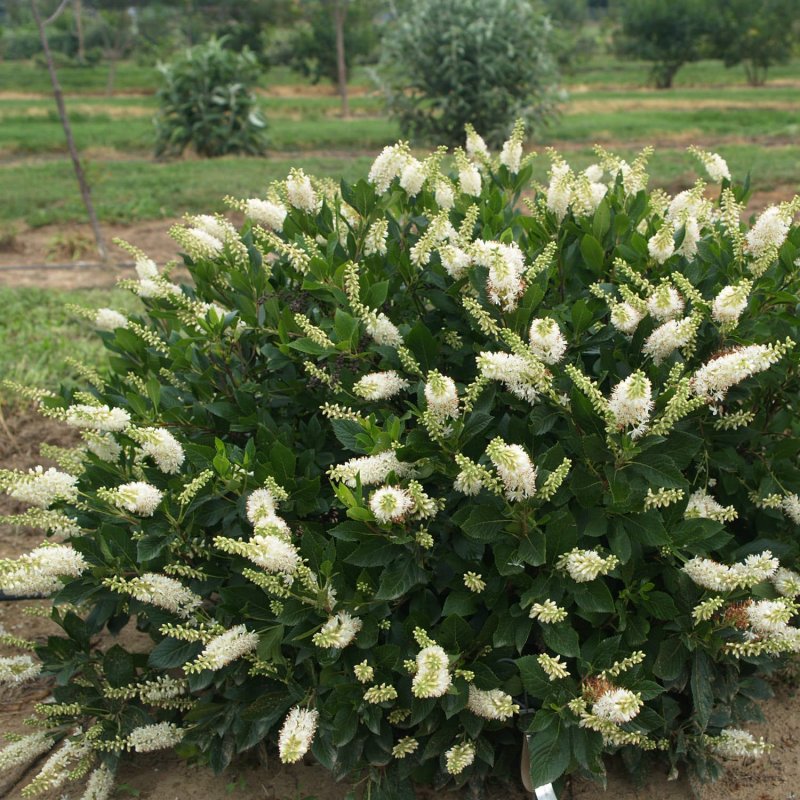 Clethra alnifolia