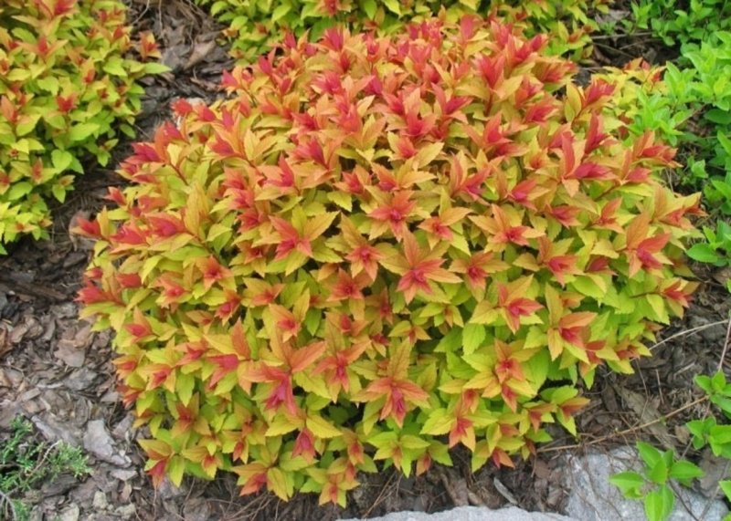 Спирея японская (Spiraea japonica `Goldflame`)