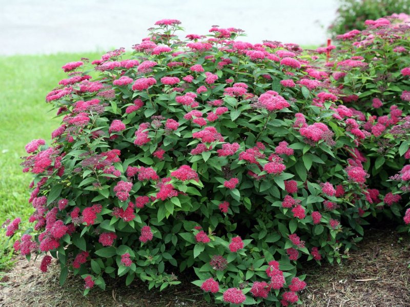 Спирея японская (Spiraea japonica)