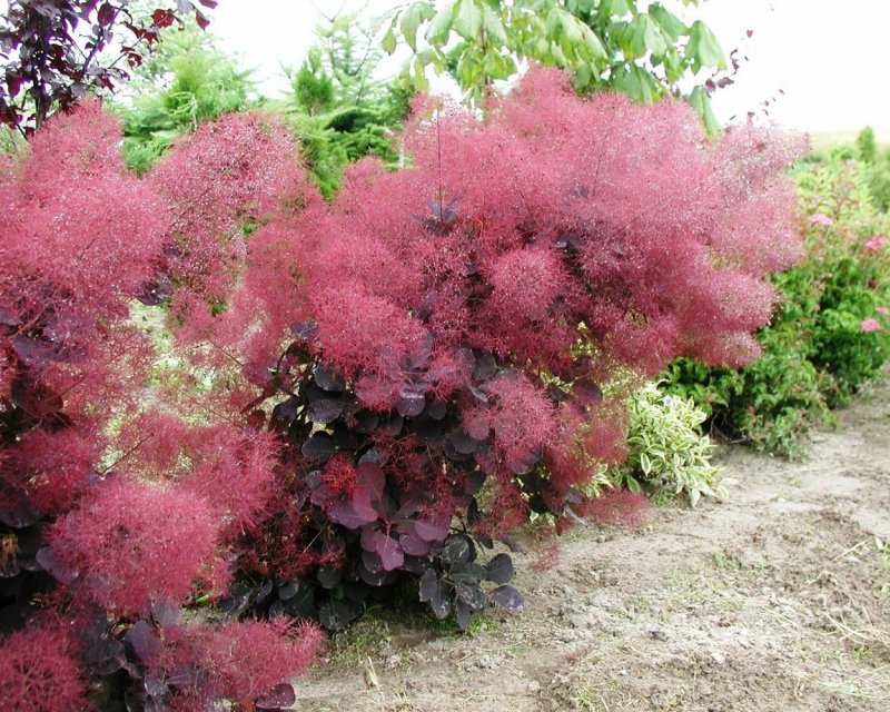 Скумпия Кожевенная кустарник