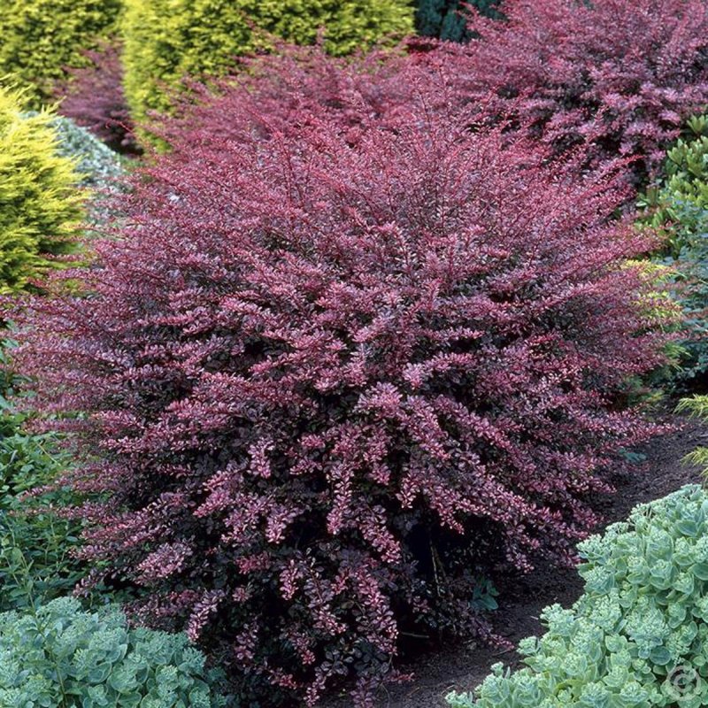 Berberis Thunb. 'Flamingo'®