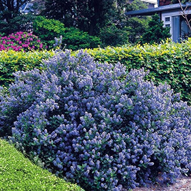 Ceanothus 'Yankee point' California Lilac Evergreen shrub