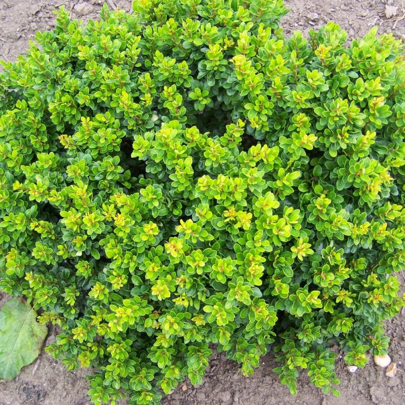Барбарис Тунберга Berberis thunbergii "Kobold"