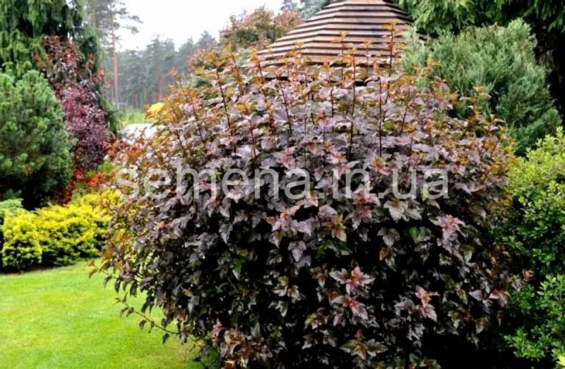 Пузыреплодник калинолистный (Physocarpus opulifolius `Red Baron`)