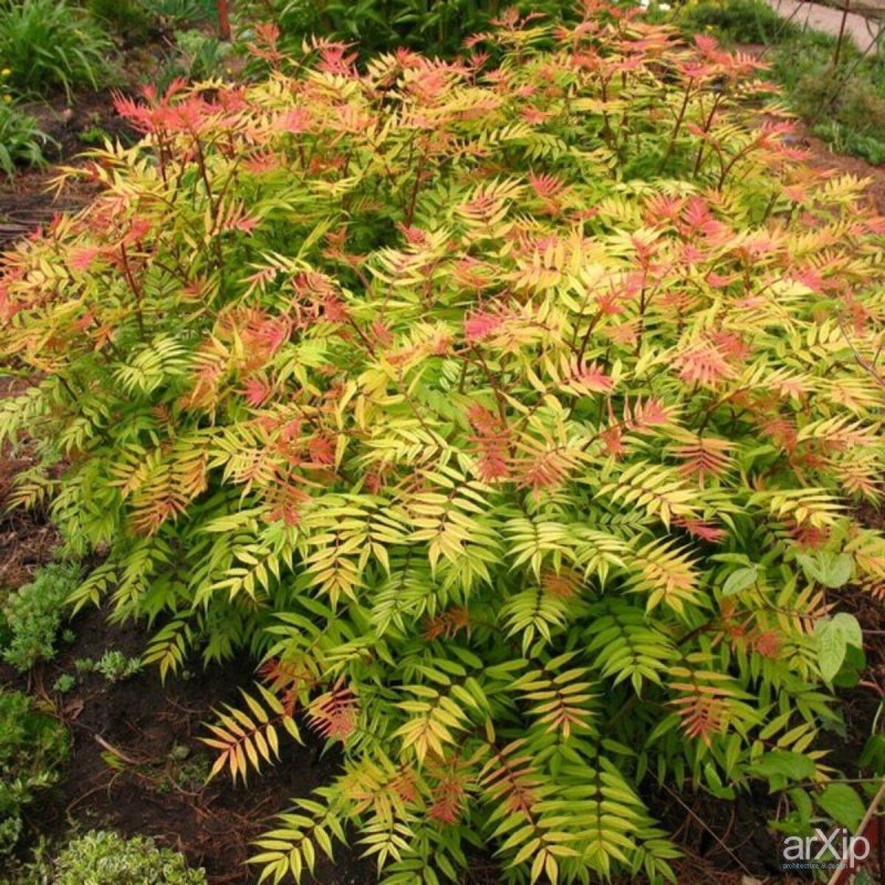Рябинник рябинолистный Sorbaria sorbifolia “sem”