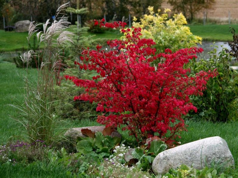 Бересклет крылатый Компактус Euonymus alatus Compactus