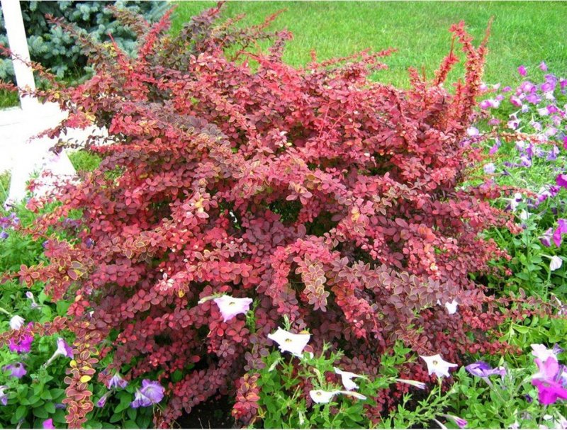 Барбарис Тунберга (Berberis thunbergii Golden Ring