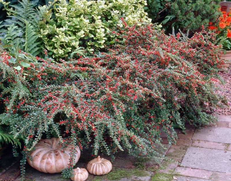 Кизильник горизонтальный (Cotoneaster horizontalis)