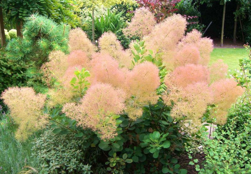 Скумпия Кожевенная Cotinus coggygria