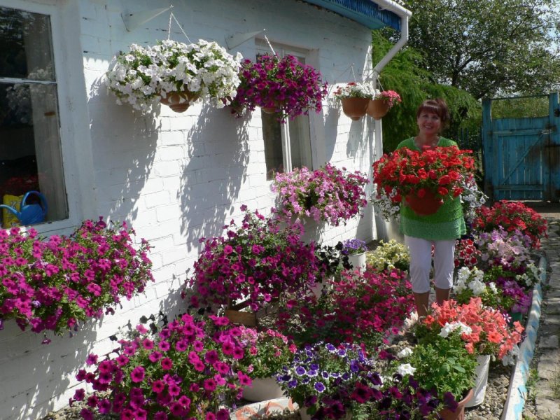 Петуния ампельная дачники