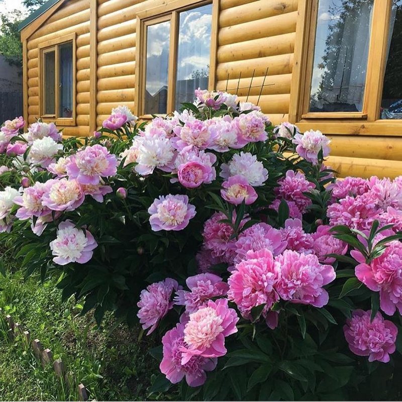 Оранжерея пионы