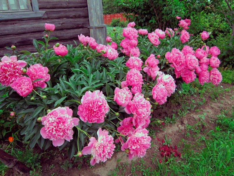 Миксбордеры клумбы рабатки