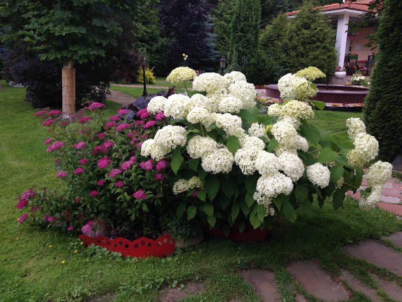 Миксбордер лилейник ирисы
