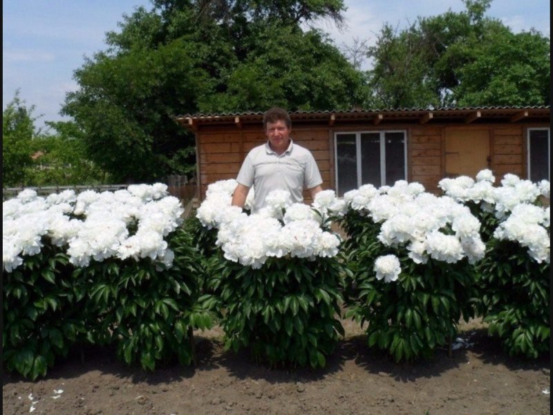 Посадка пионов на даче