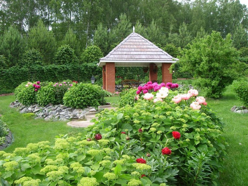Пионы в ландшафтном