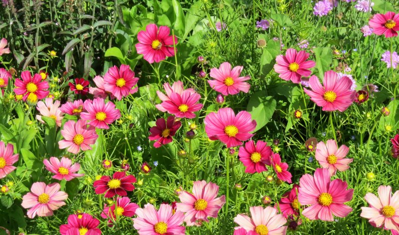 Космея – Pink Cosmos