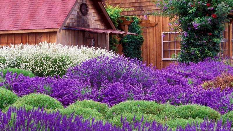 Котовник Фассена (Nepeta faassenii `Blue Wonder`)