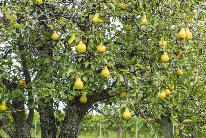 Pyrus salicifolia (груша иволистная) 'pendula'