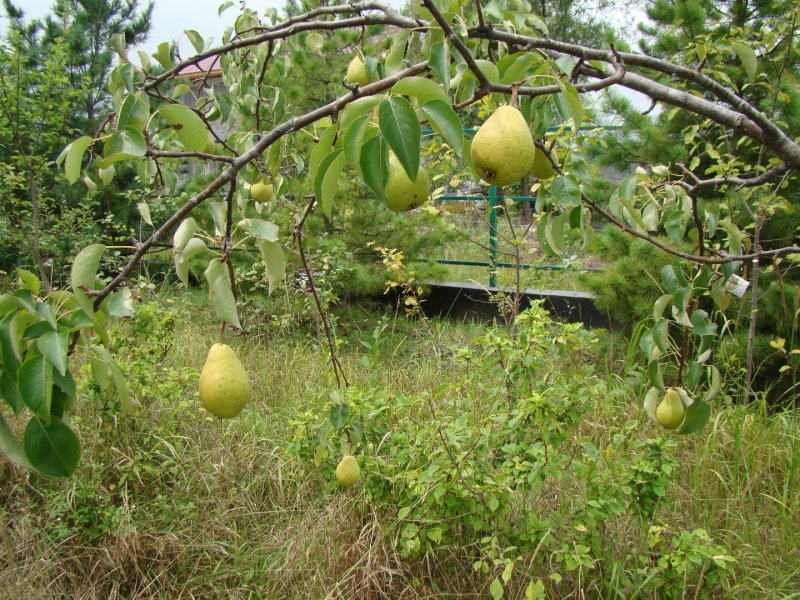 Шпалерная Живая изгородь