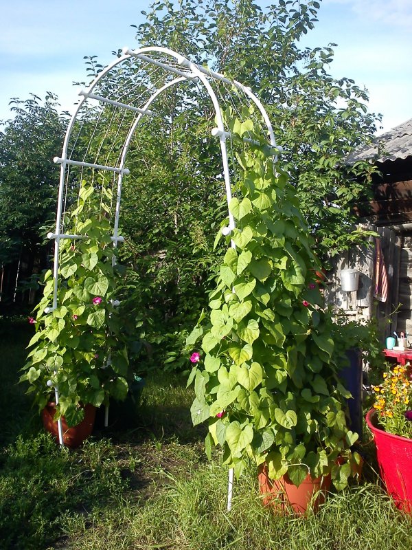 Лимонник Вьюнок