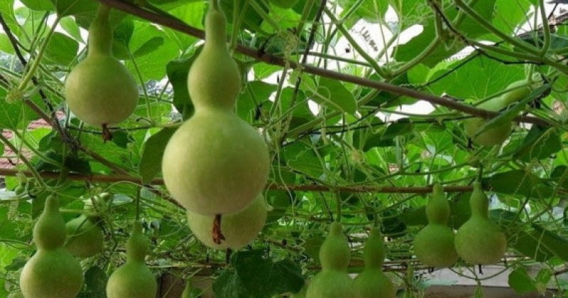 Лагенария (горлянка)