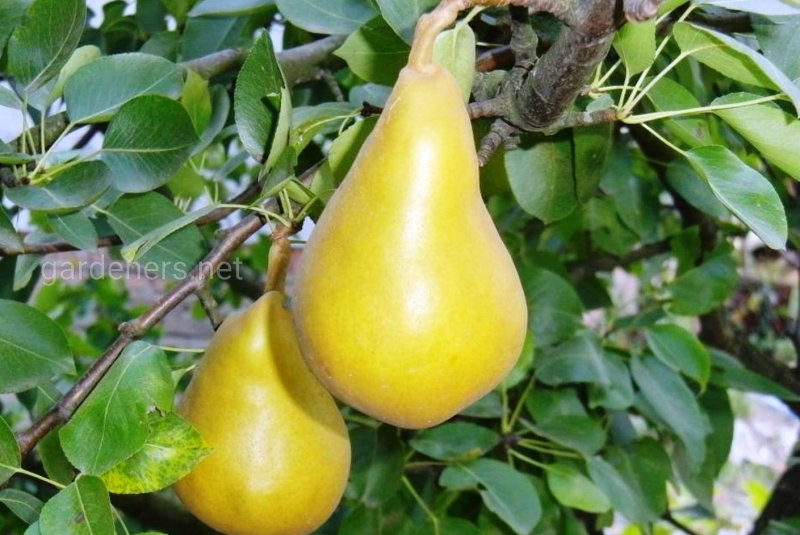 Лагенария (горлянка)