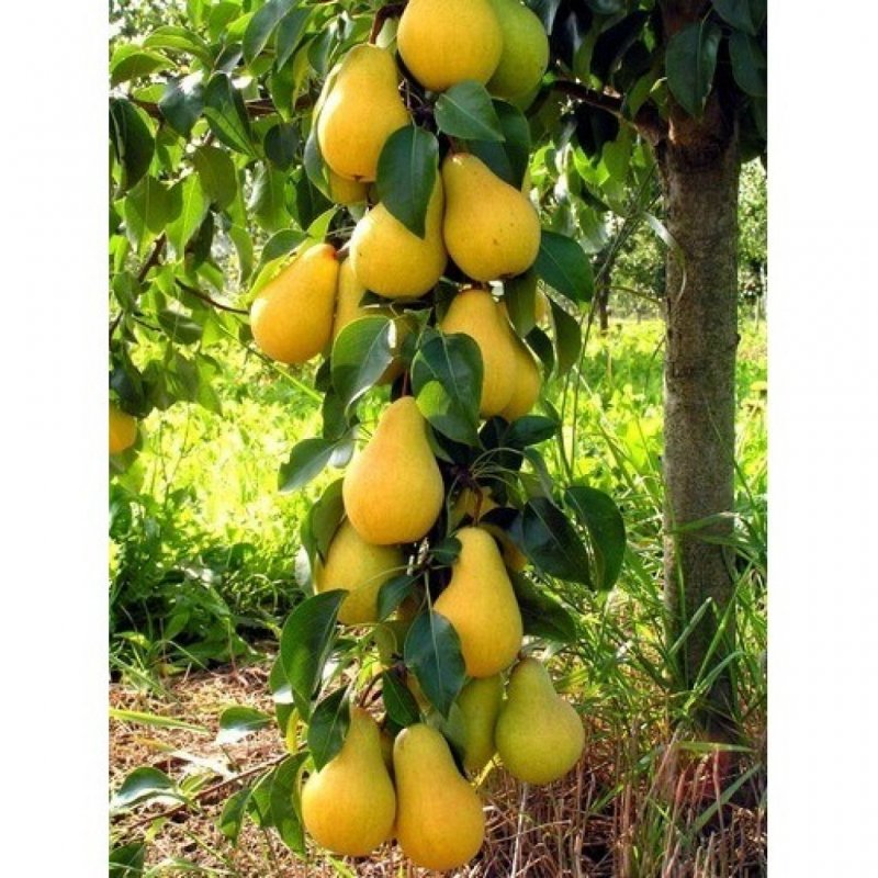 Челябинские сорта груши