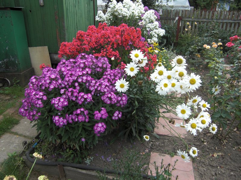 Флоксы астры