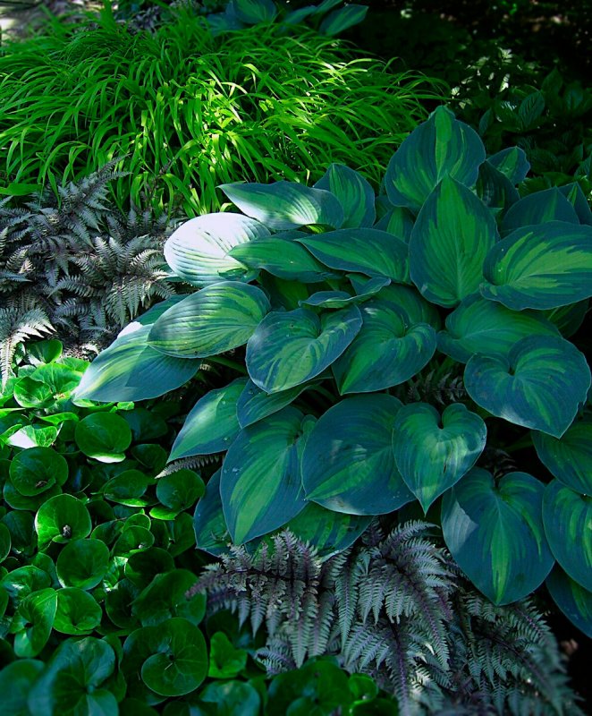 Хоста (Hosta Rainforest Sunrise c2)