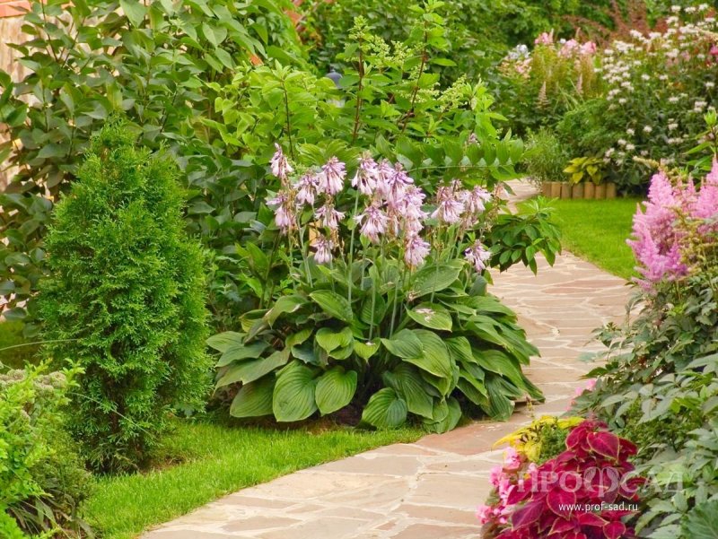 Клумба Хоста астильба лилейник