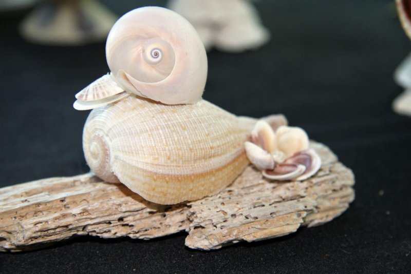 Сувениры из морских ракушек