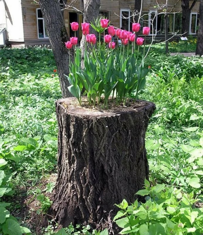 Клумба в пеньке