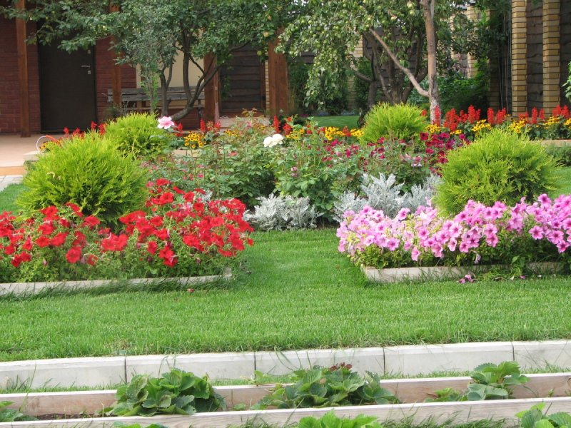Красивые клумбы из однолетников на даче