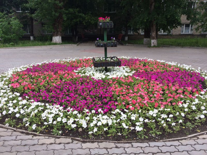 Городские клумбы