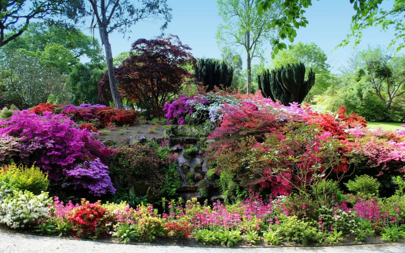 Киото. Сады рододендронов _Kyoto_Gardens_Rhododendron..