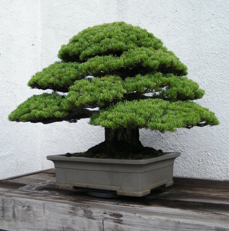 Дерево Pine Bonsai