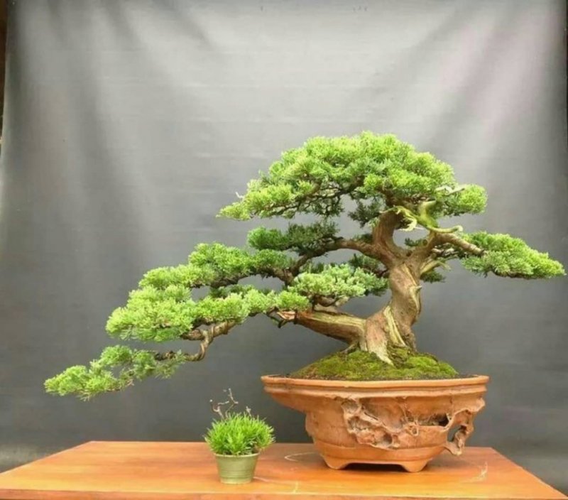 Juniper Bonsai Tree