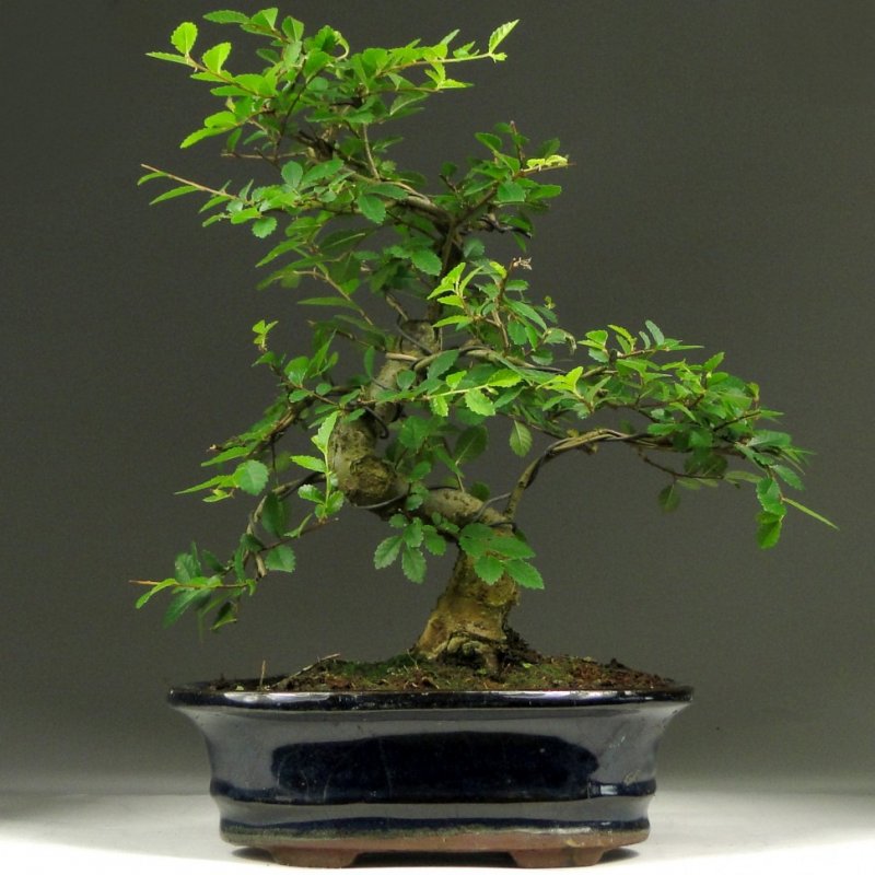 Ulmus parvifolia Bonsai