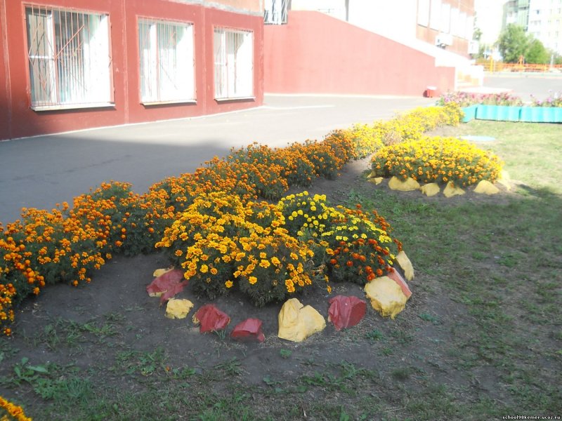 Клумбы в школе