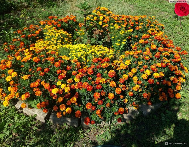 Бархатцы веселая Полянка "Гавриш"